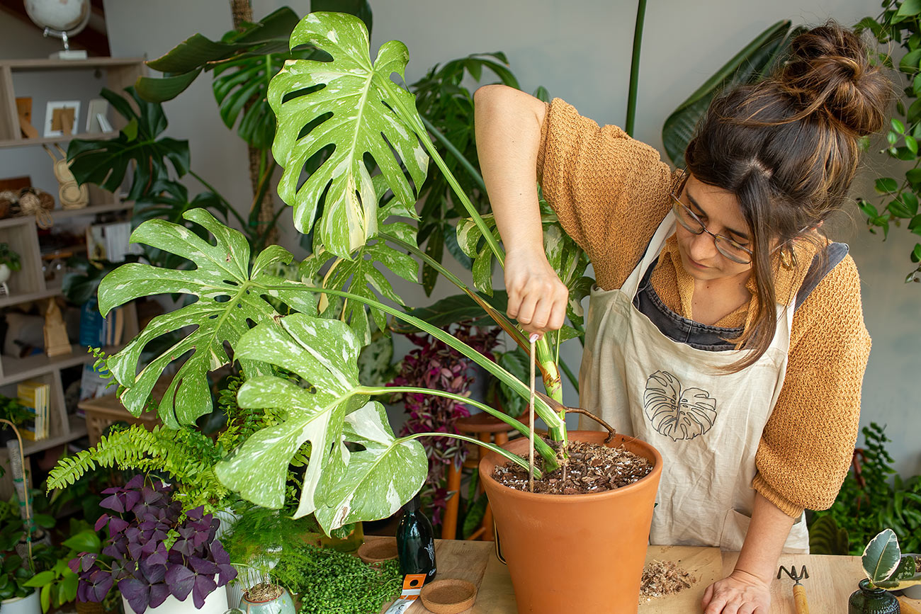 Clara Redondo Plantitis Cronica servicios