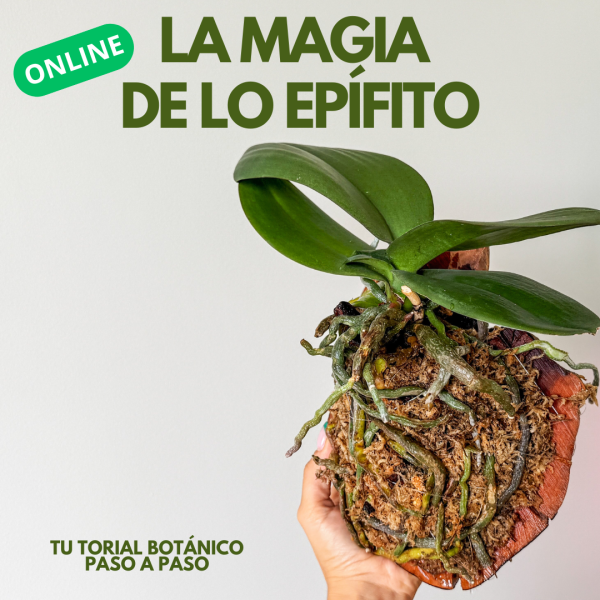🌿 La magia de lo epífito