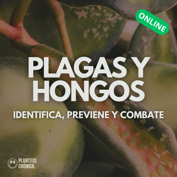 PLAGAS Y HONGOS. Minicurso